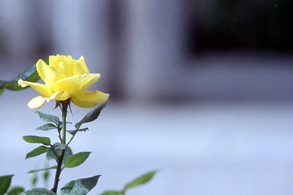 FLOWER - PHOTO BY DIMITRIS ASITHIANAKIS